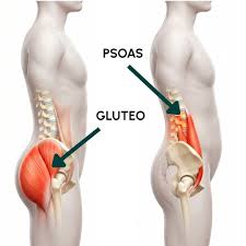 Grande gluteo e psoas - muscoli dell'anca e lombalgia
